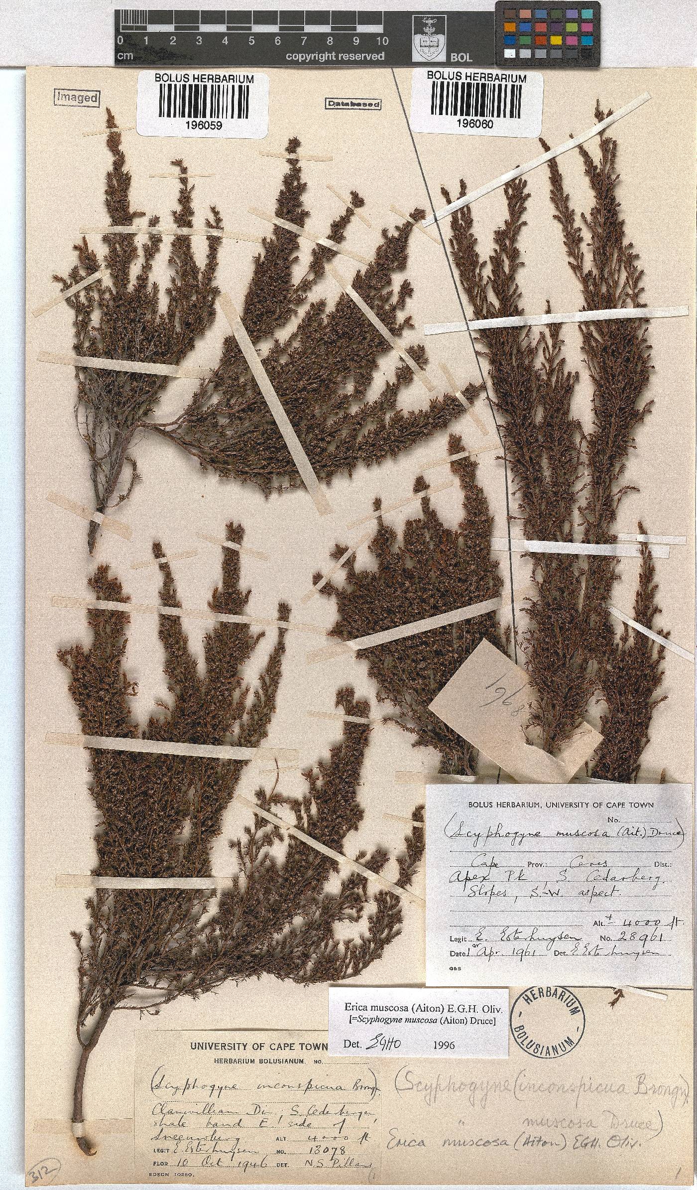 Erica muscosa image