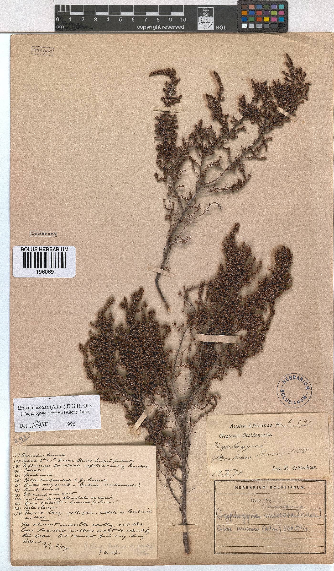 Erica muscosa image