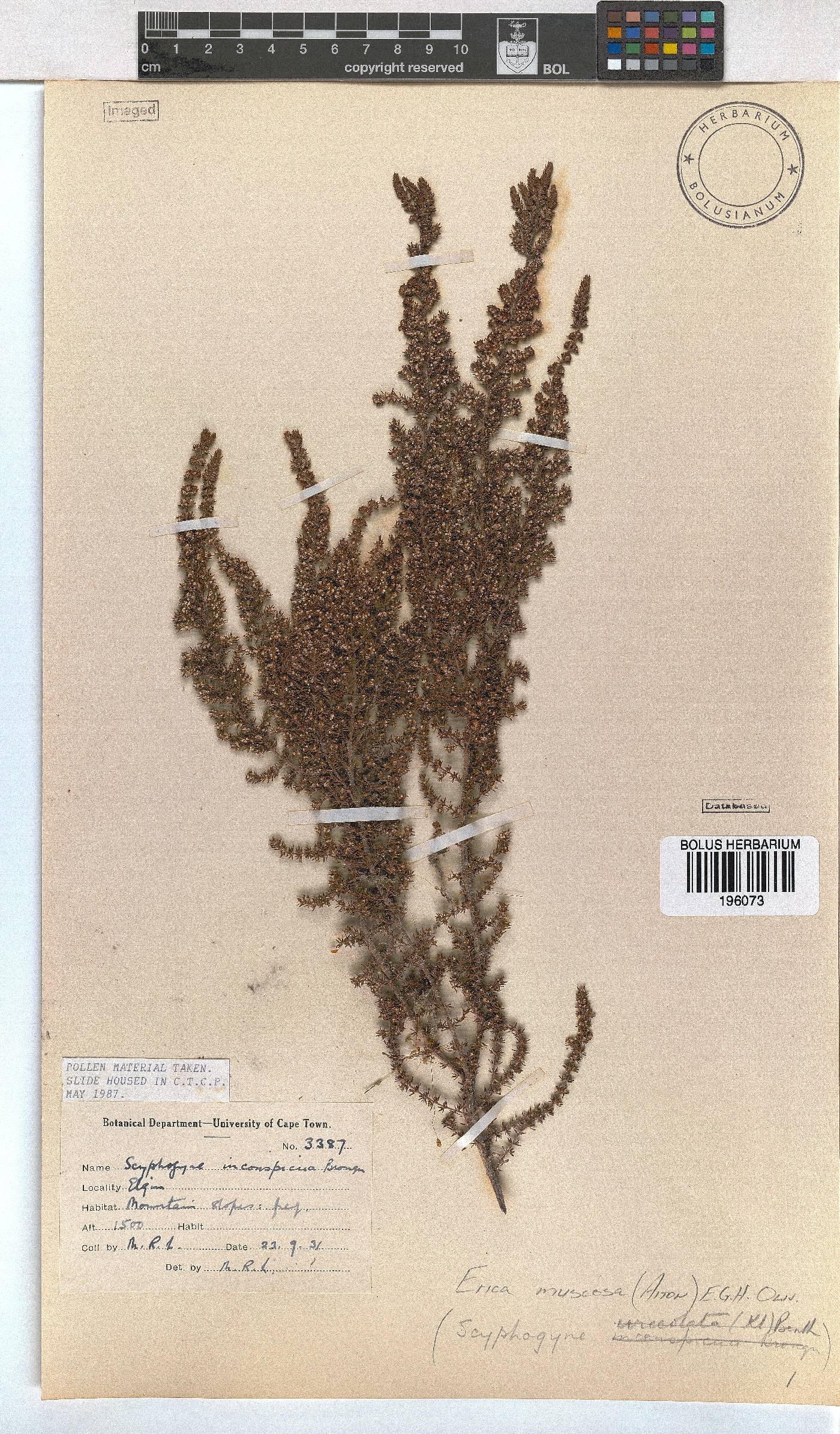 Erica muscosa image