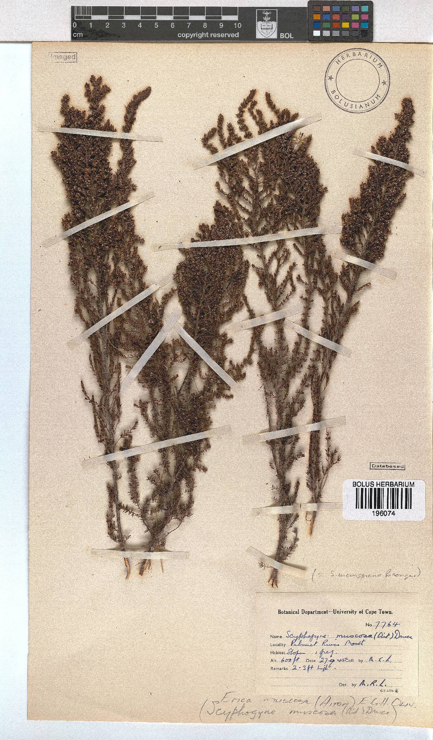 Erica muscosa image