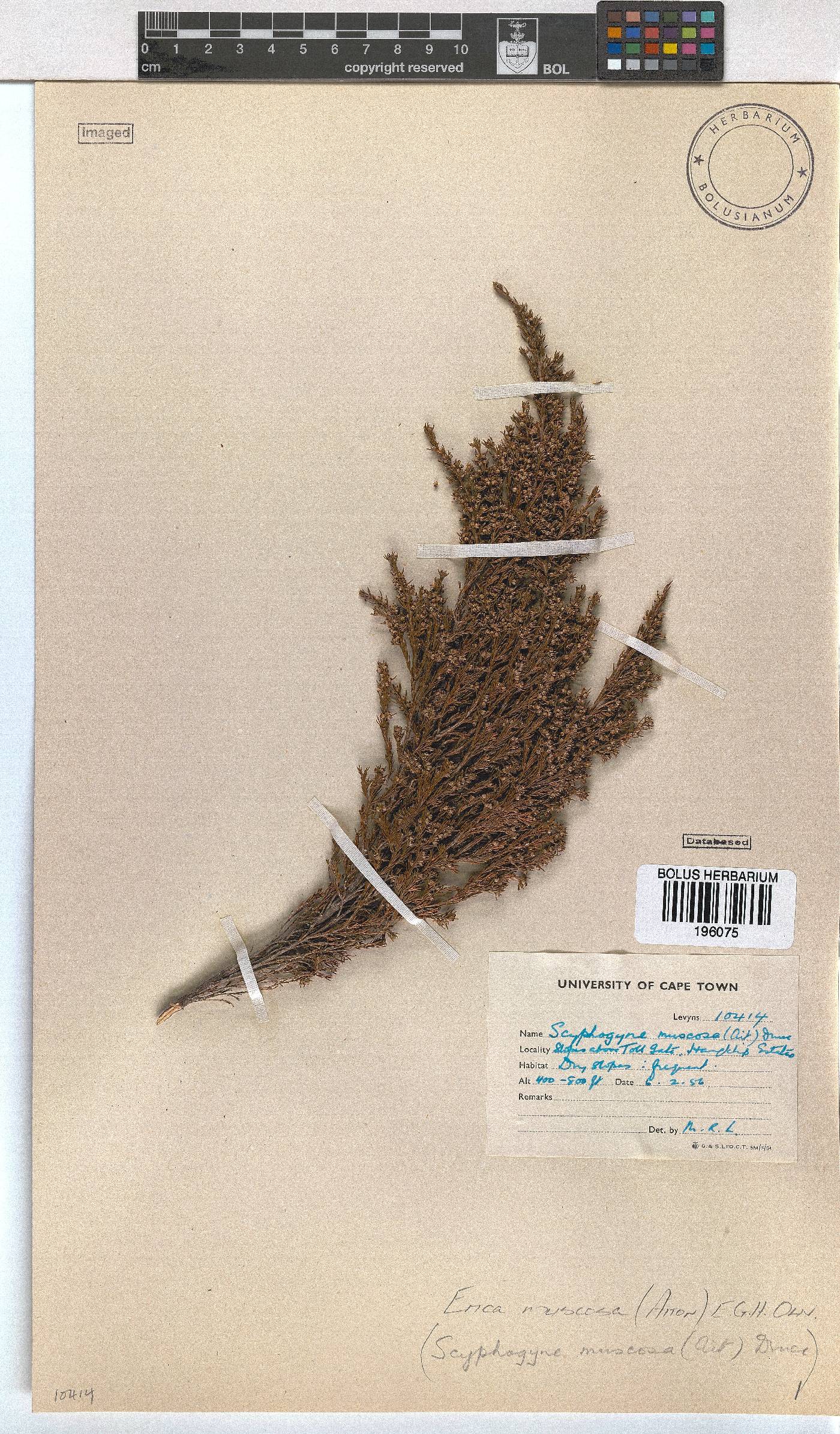 Erica muscosa image