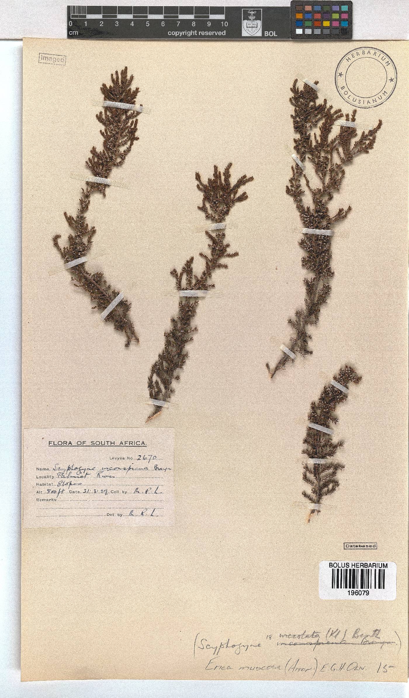 Erica muscosa image