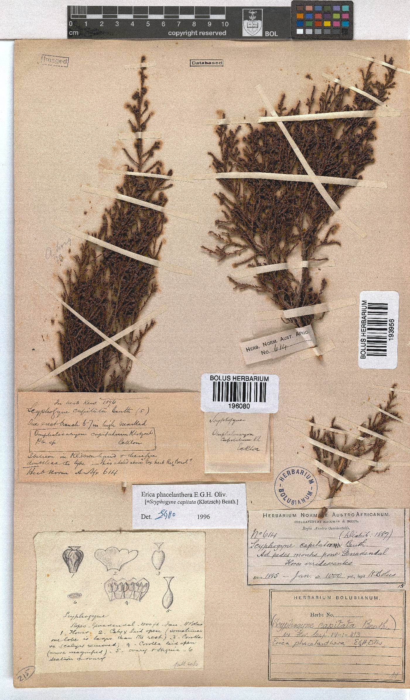 Erica phacelanthera image