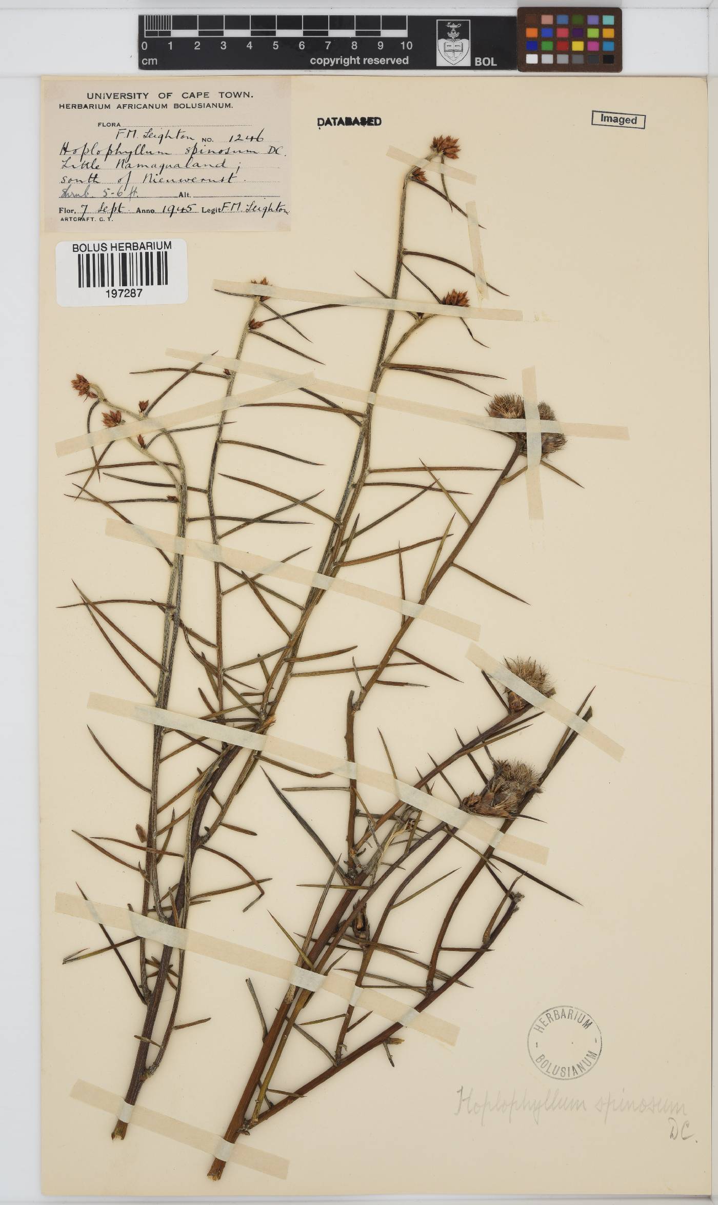 Hoplophyllum spinosum image