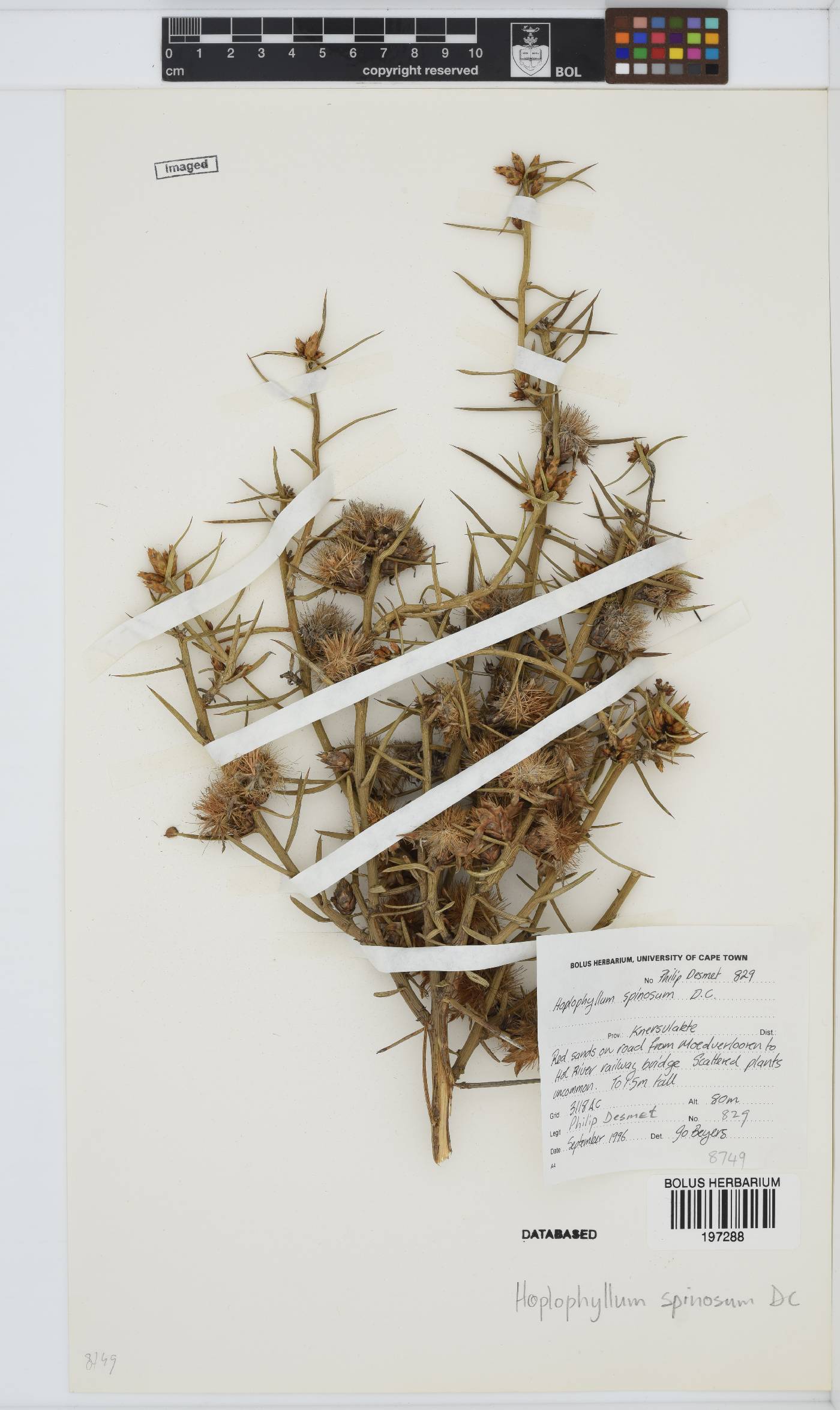 Hoplophyllum image