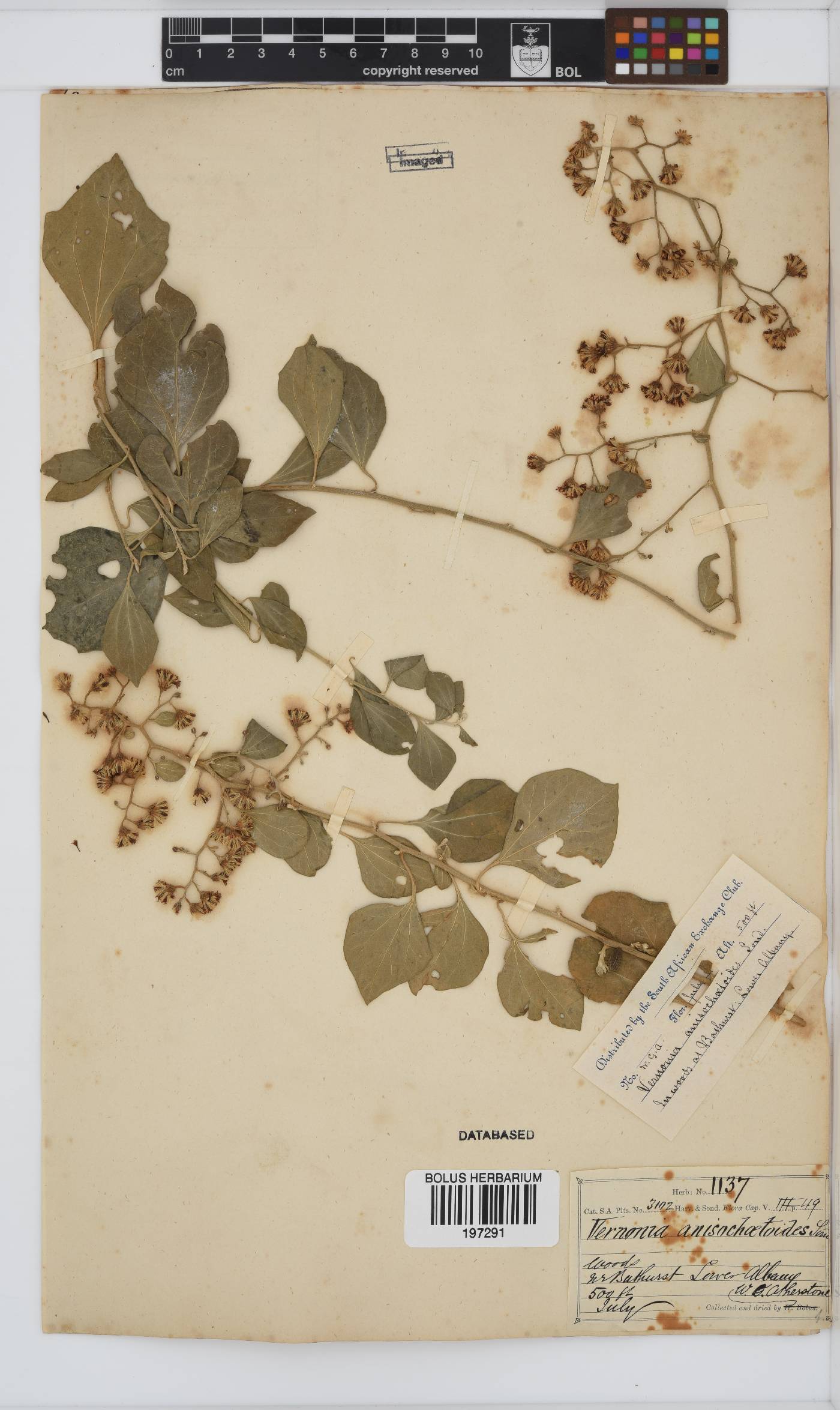 Distephanus anisochaetoides image