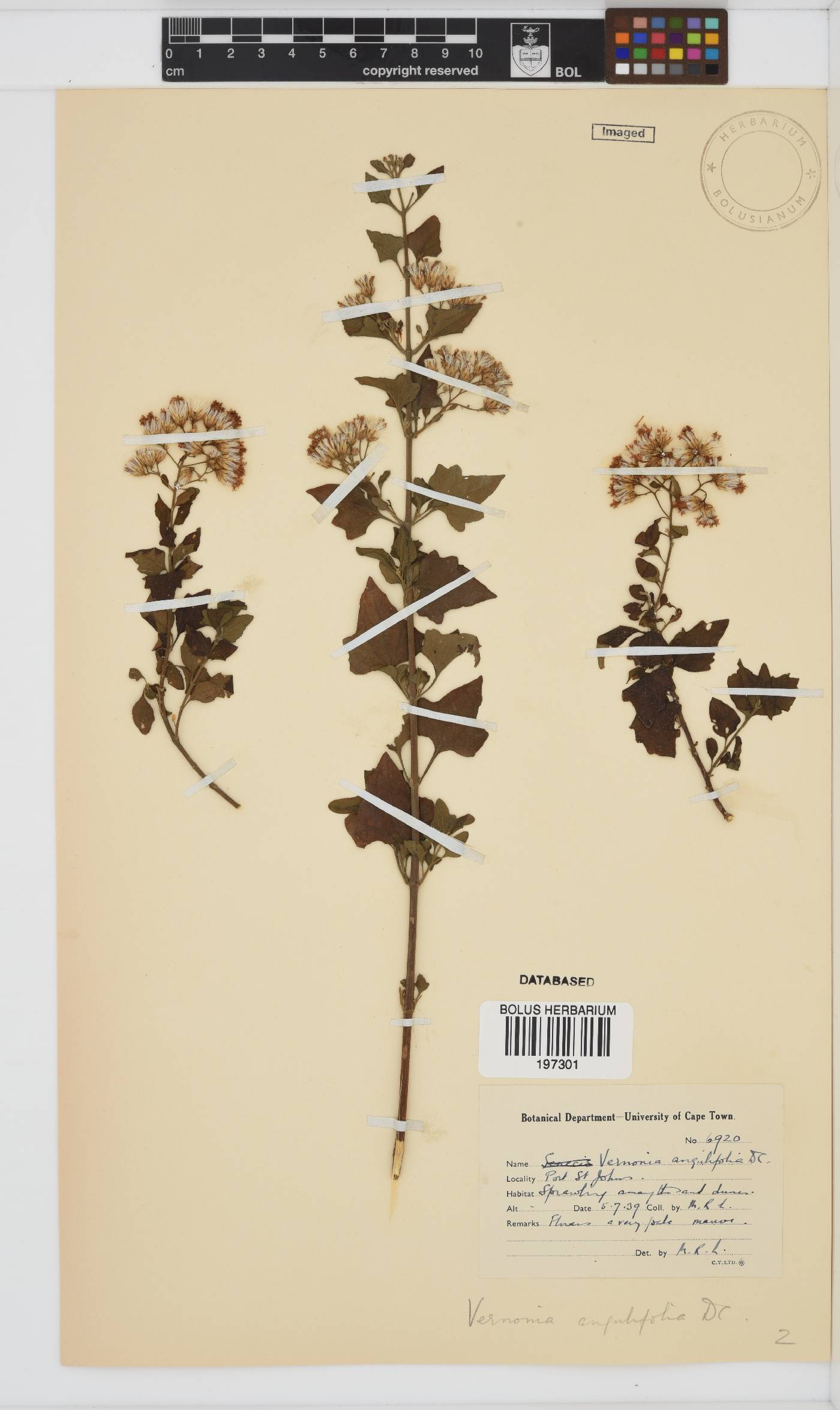 Distephanus angulifolius image