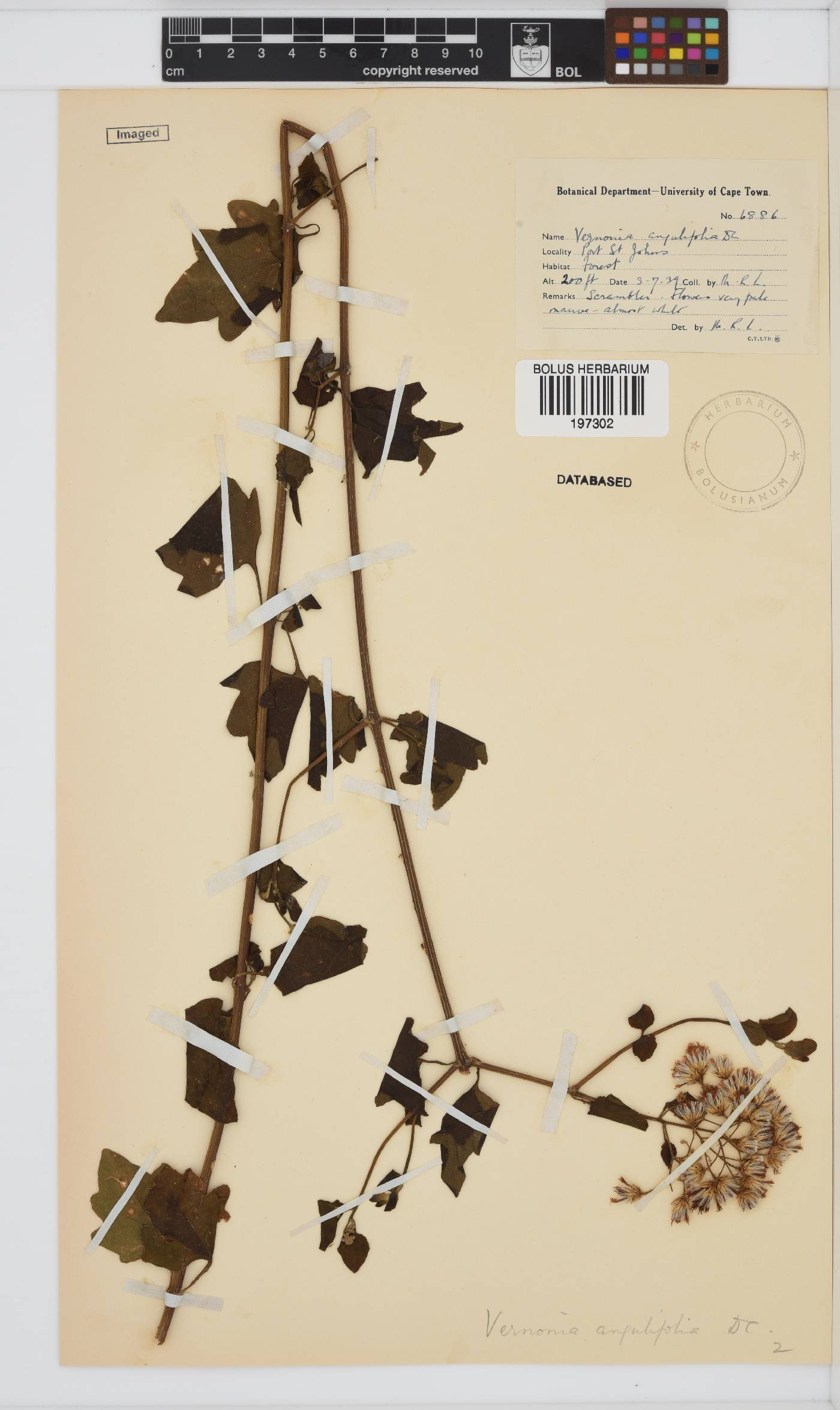 Distephanus angulifolius image