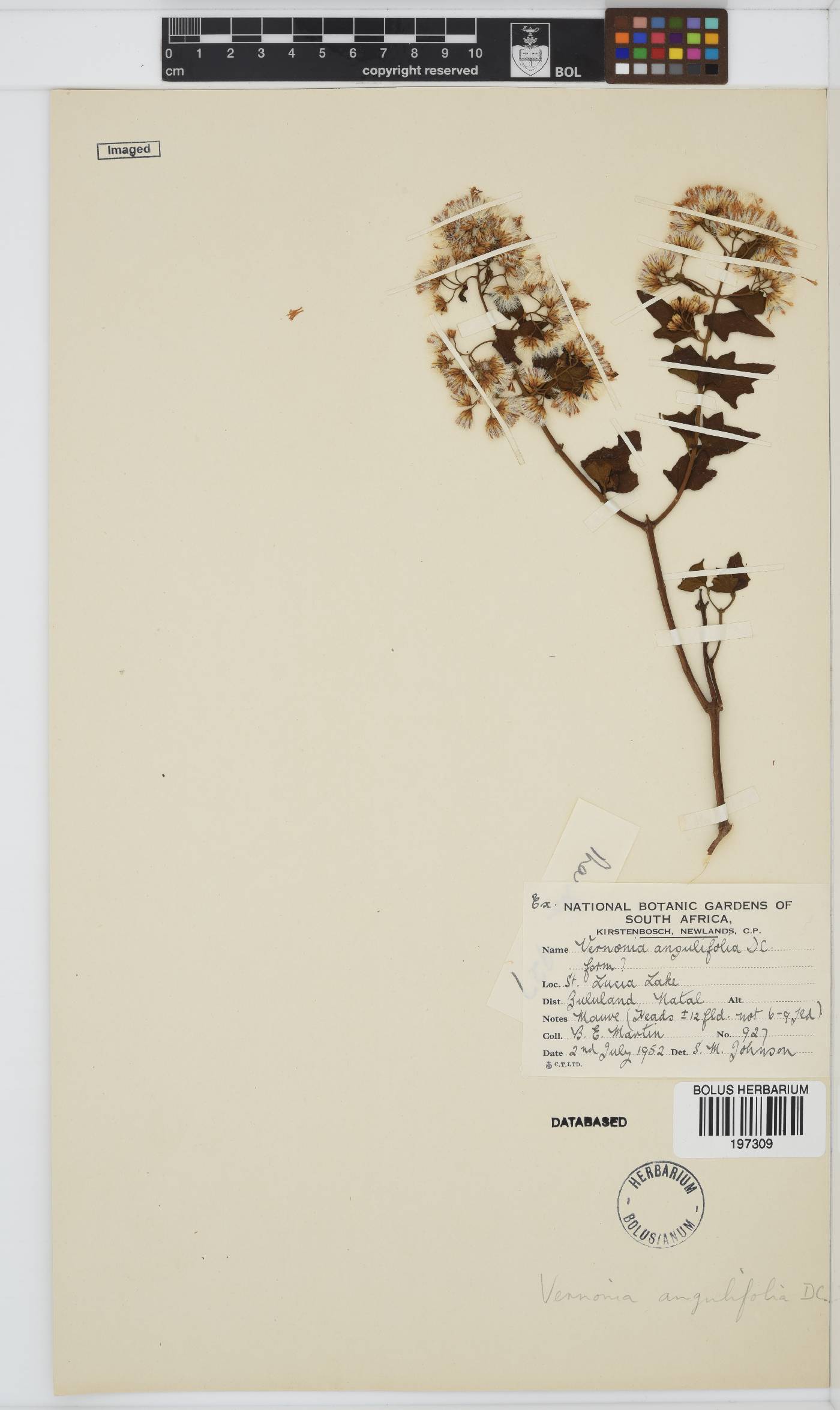 Distephanus angulifolius image