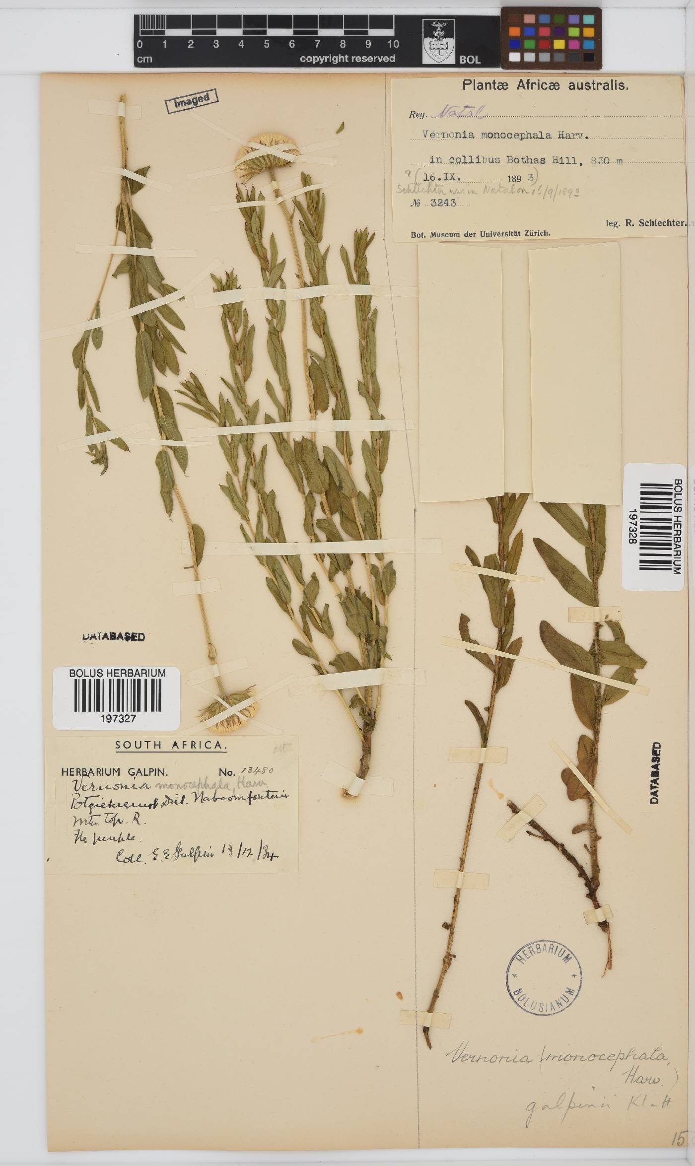 Pseudopegolettia image