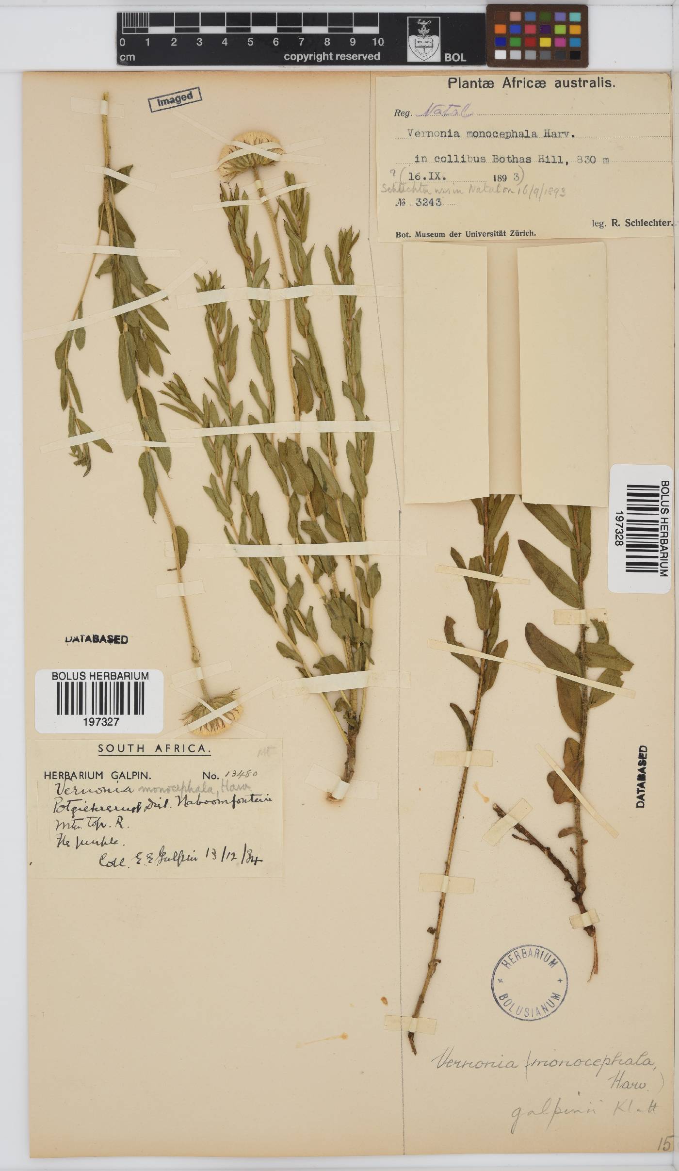 Pseudopegolettia tenella image