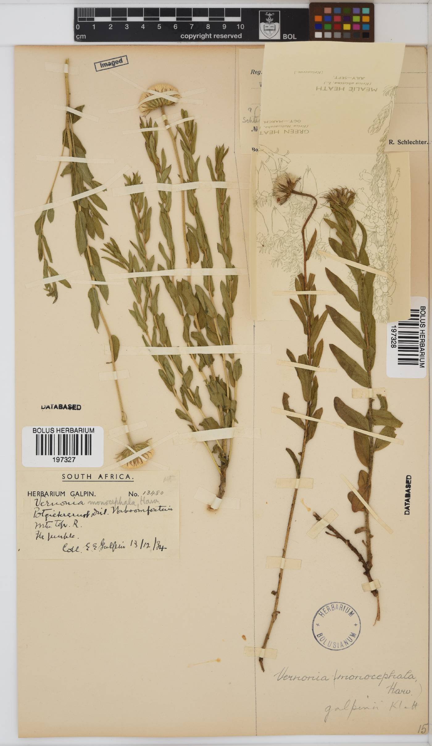 Pseudopegolettia tenella image
