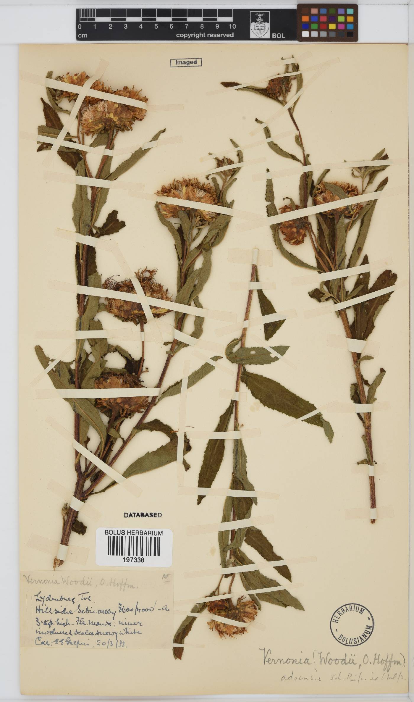 Baccharoides adoensis image