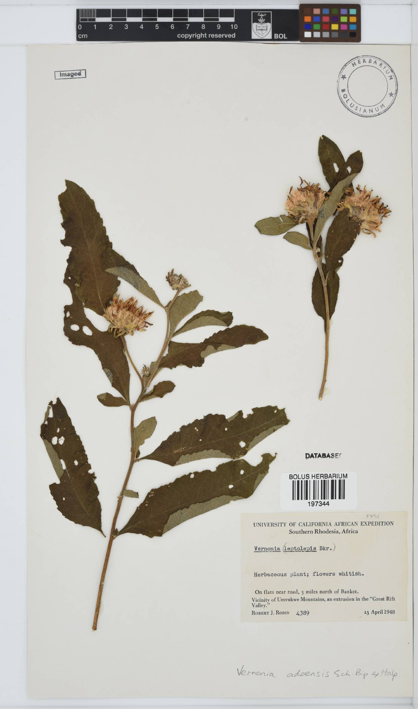 Baccharoides adoensis image