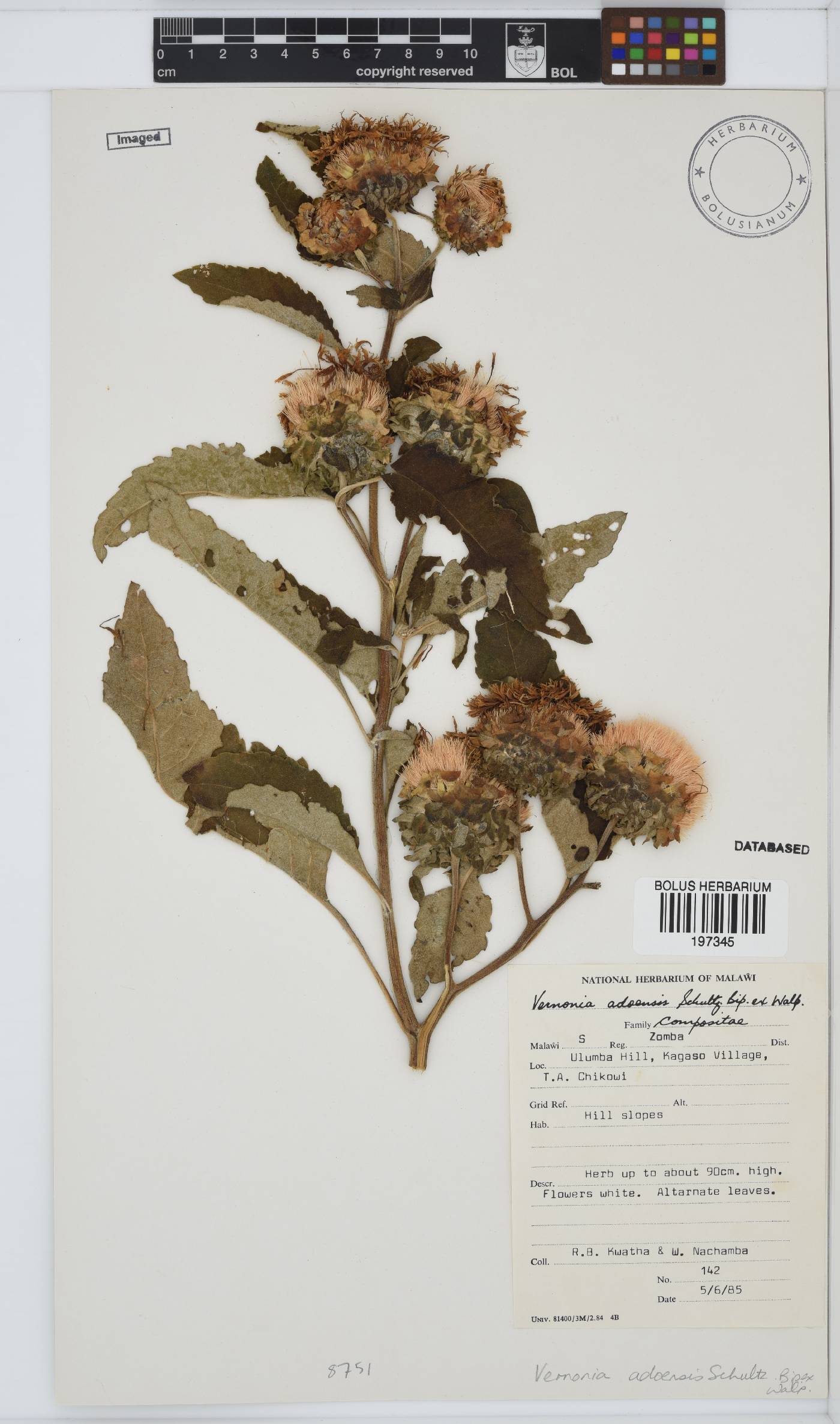 Baccharoides adoensis image