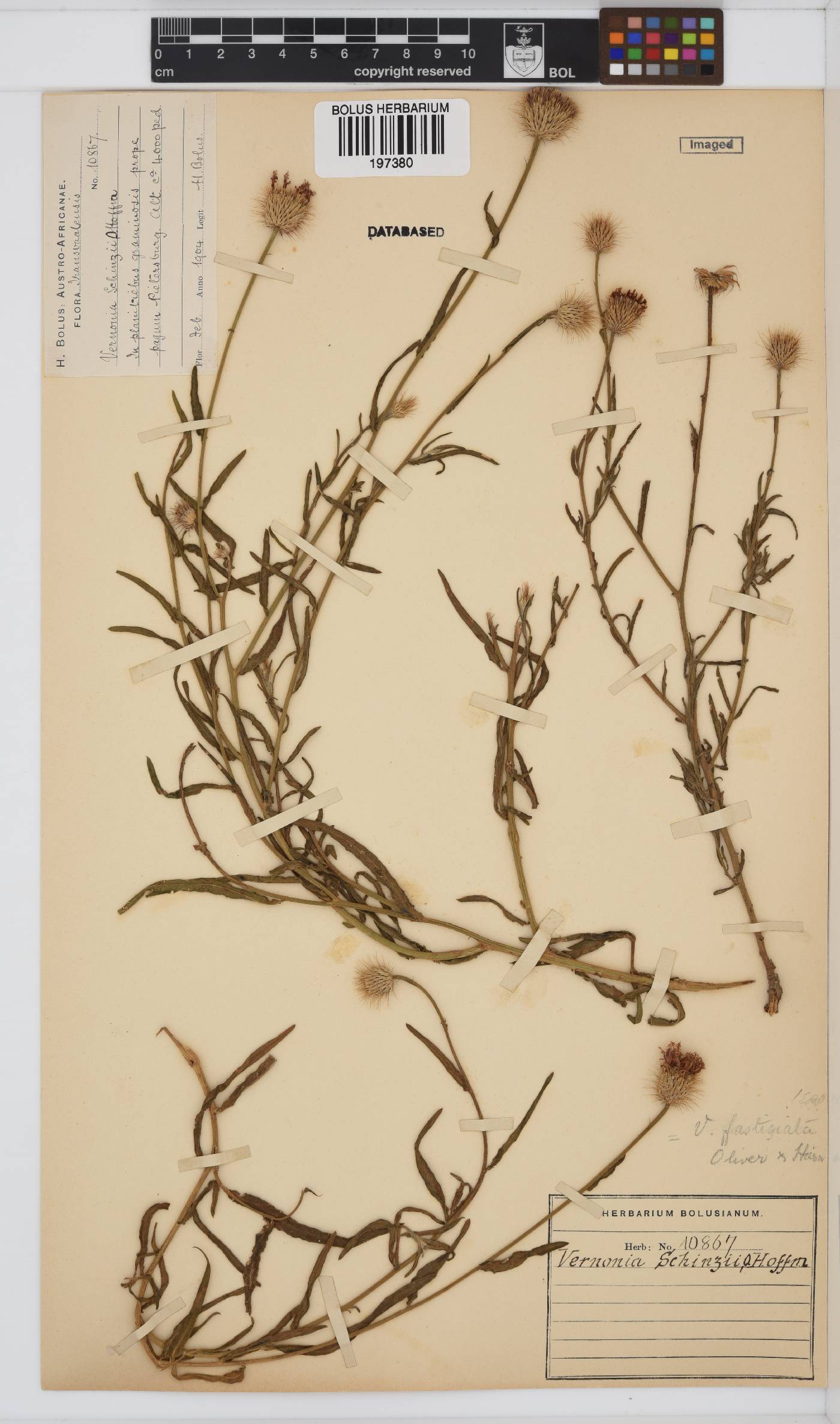 Parapolydora fastigiata image