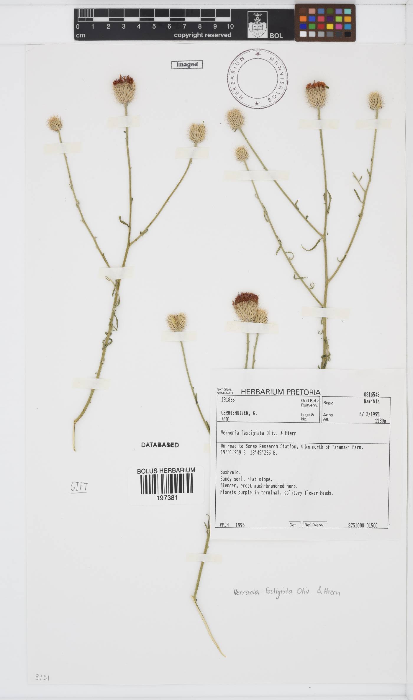 Parapolydora fastigiata image