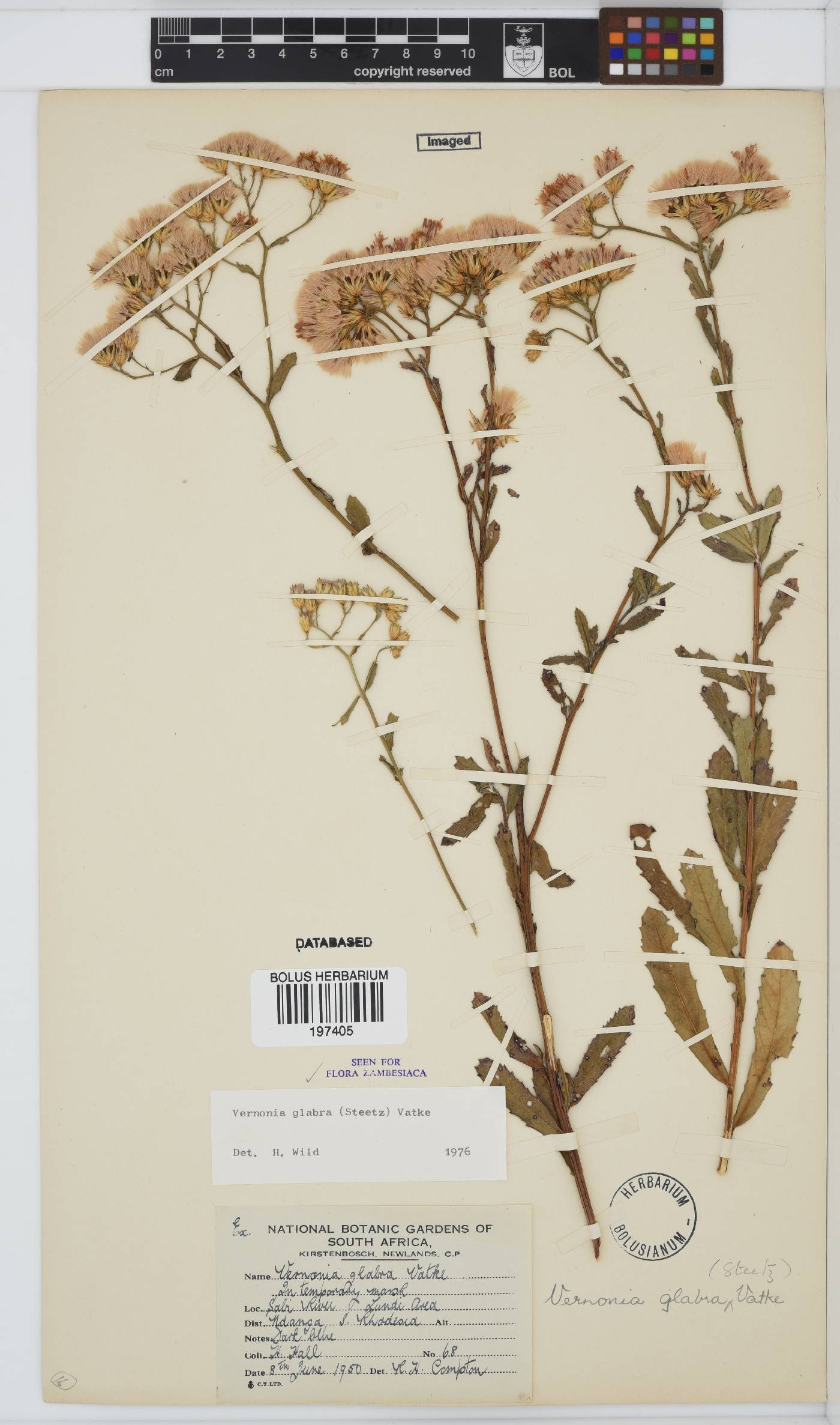 Linzia glabra image
