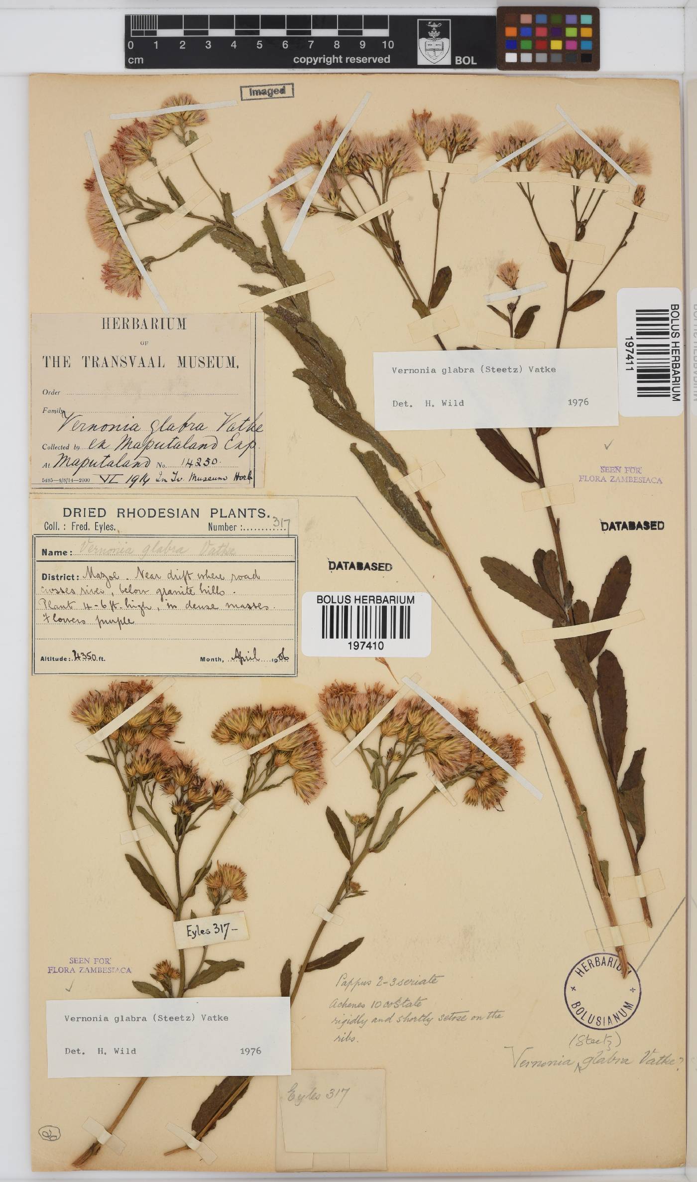 Linzia glabra image