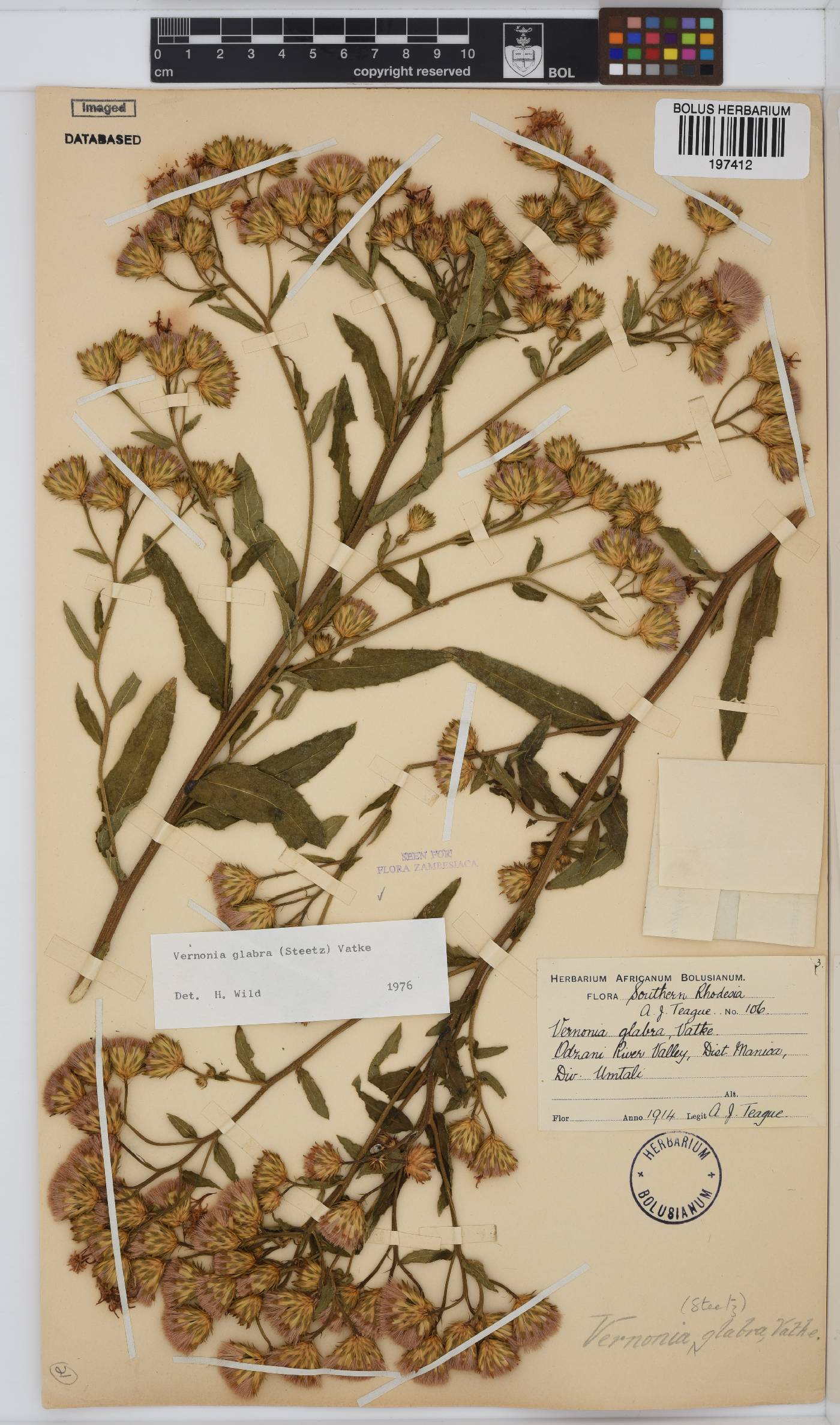 Linzia glabra image