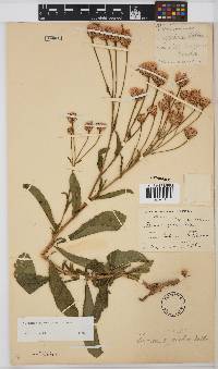 Linzia glabra image