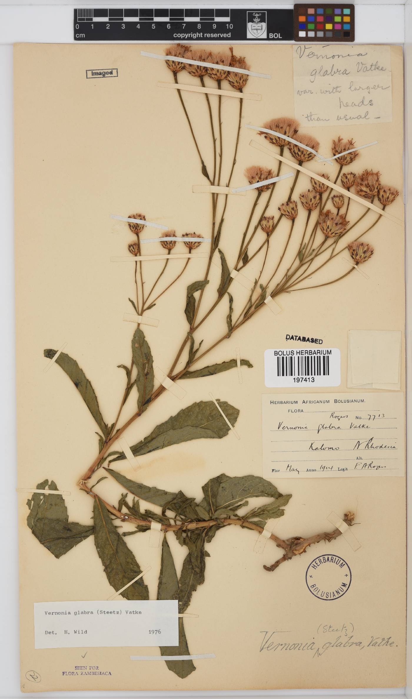 Linzia glabra image