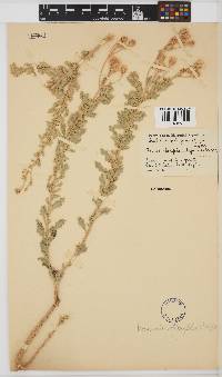 Namibithamnus obionifolius image