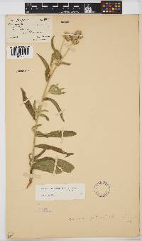 Vernoniastrum latifolium image