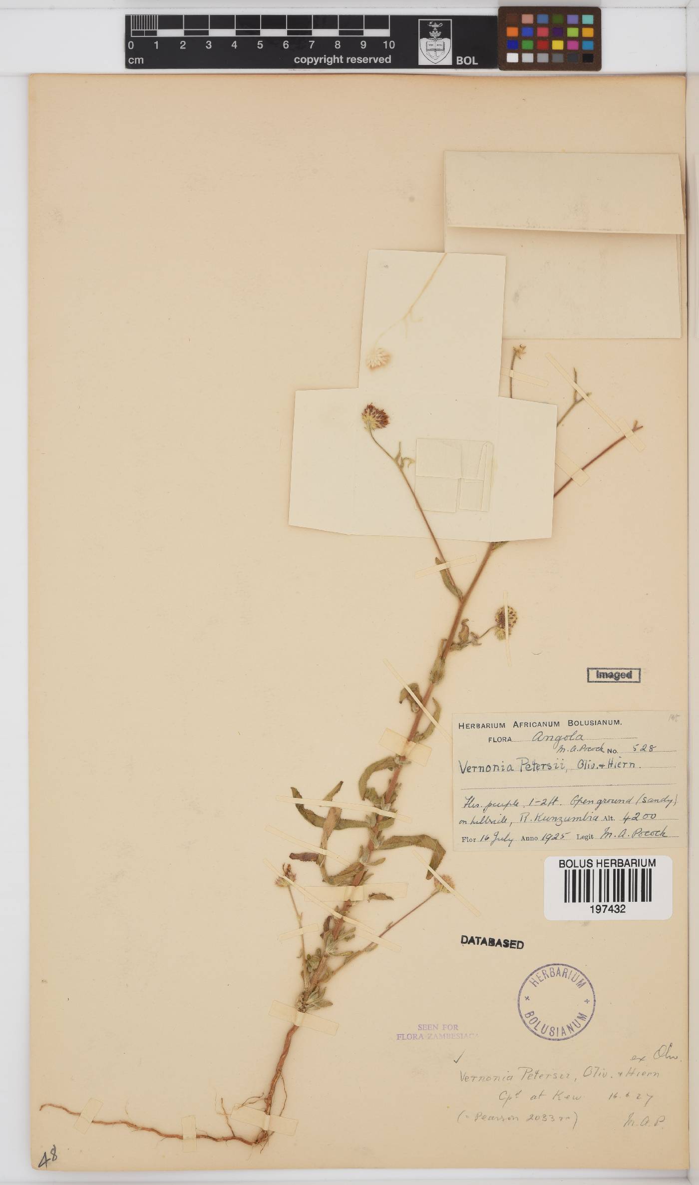 Vernoniastrum latifolium image