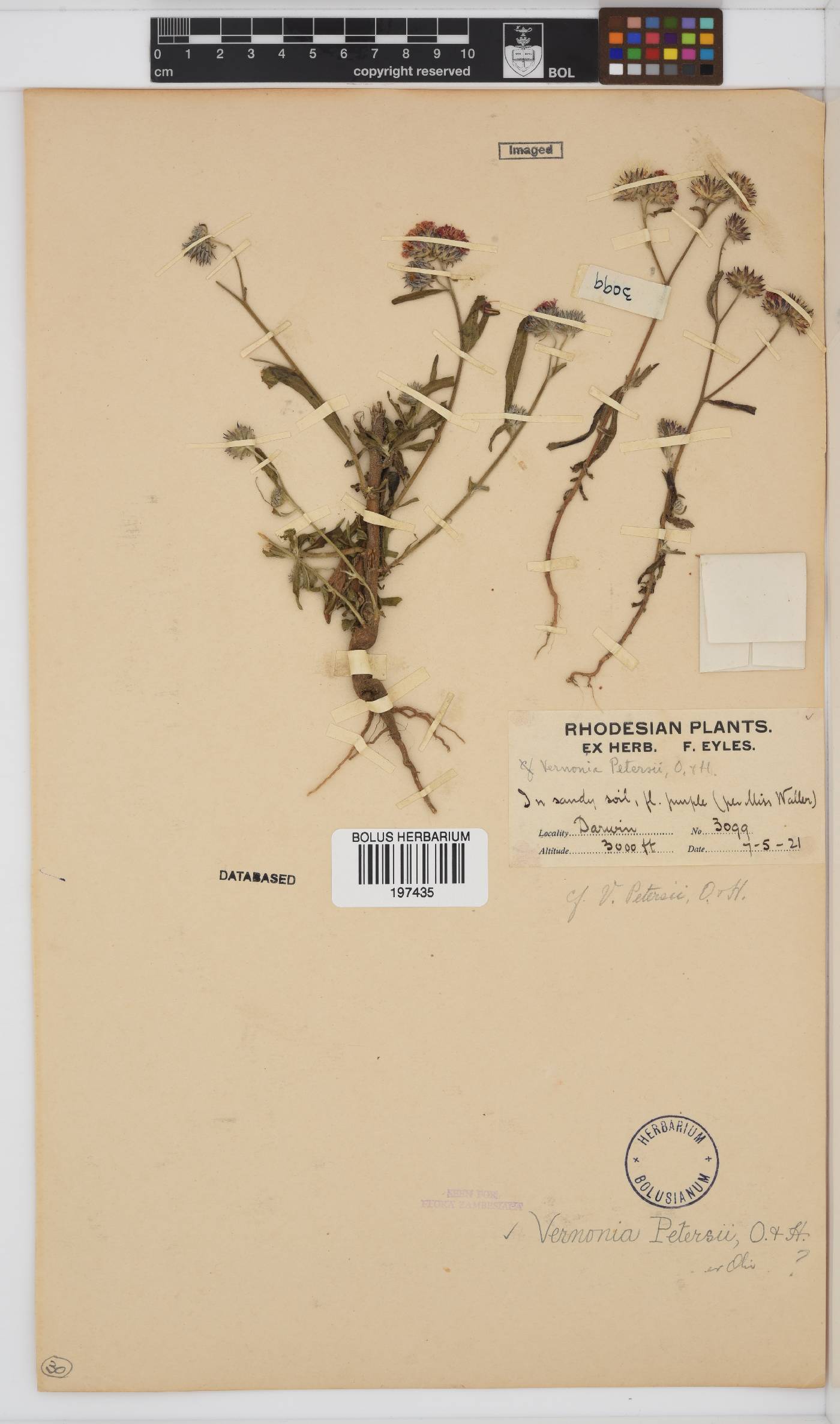 Vernoniastrum latifolium image