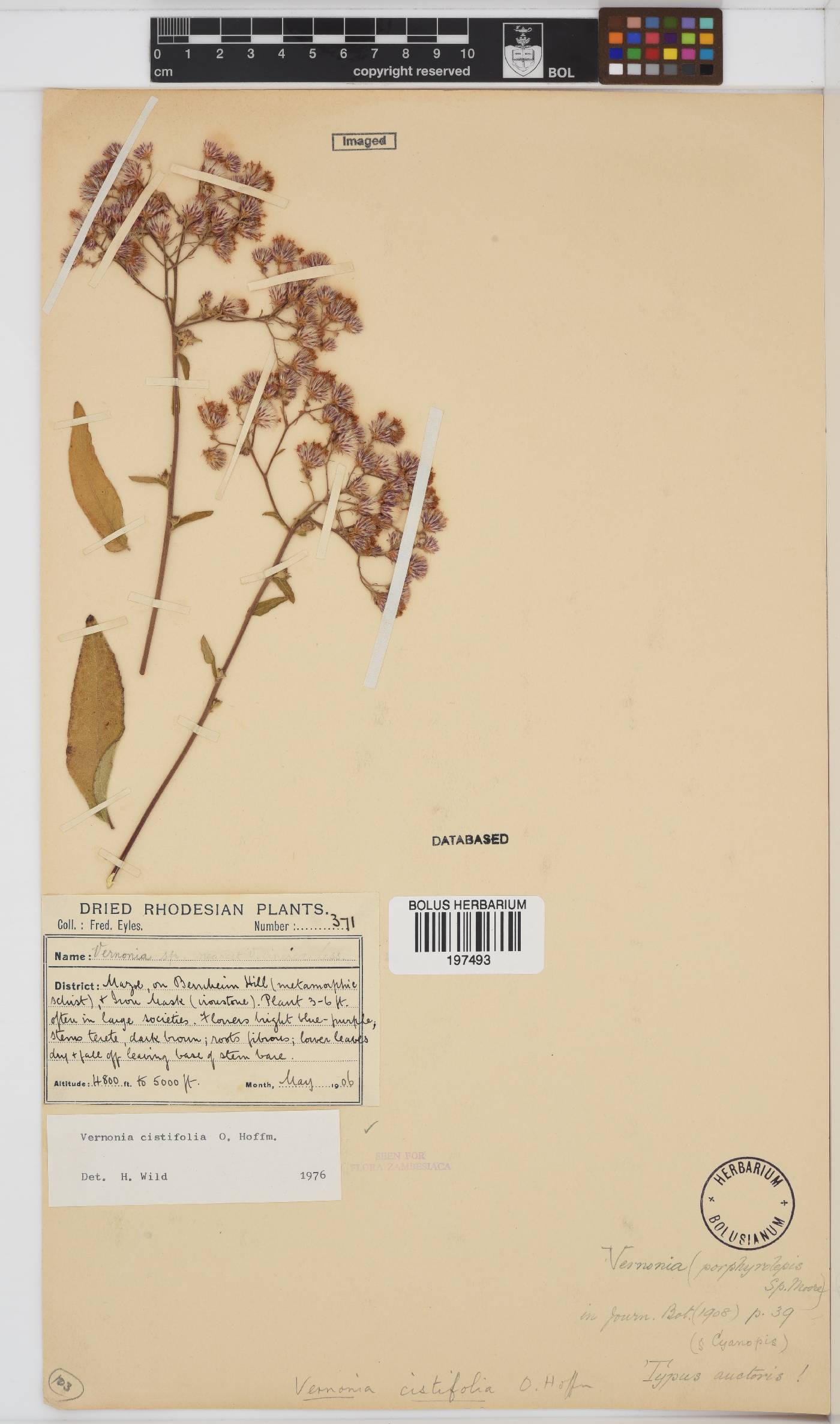 Orbivestus karaguensis image