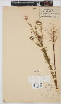 Image of Vernonia perrottetii