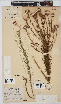 Vernonia perrottetii image