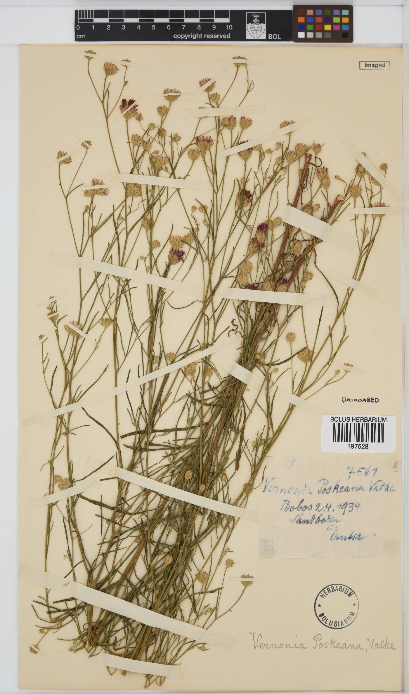 Polydora angustifolia image