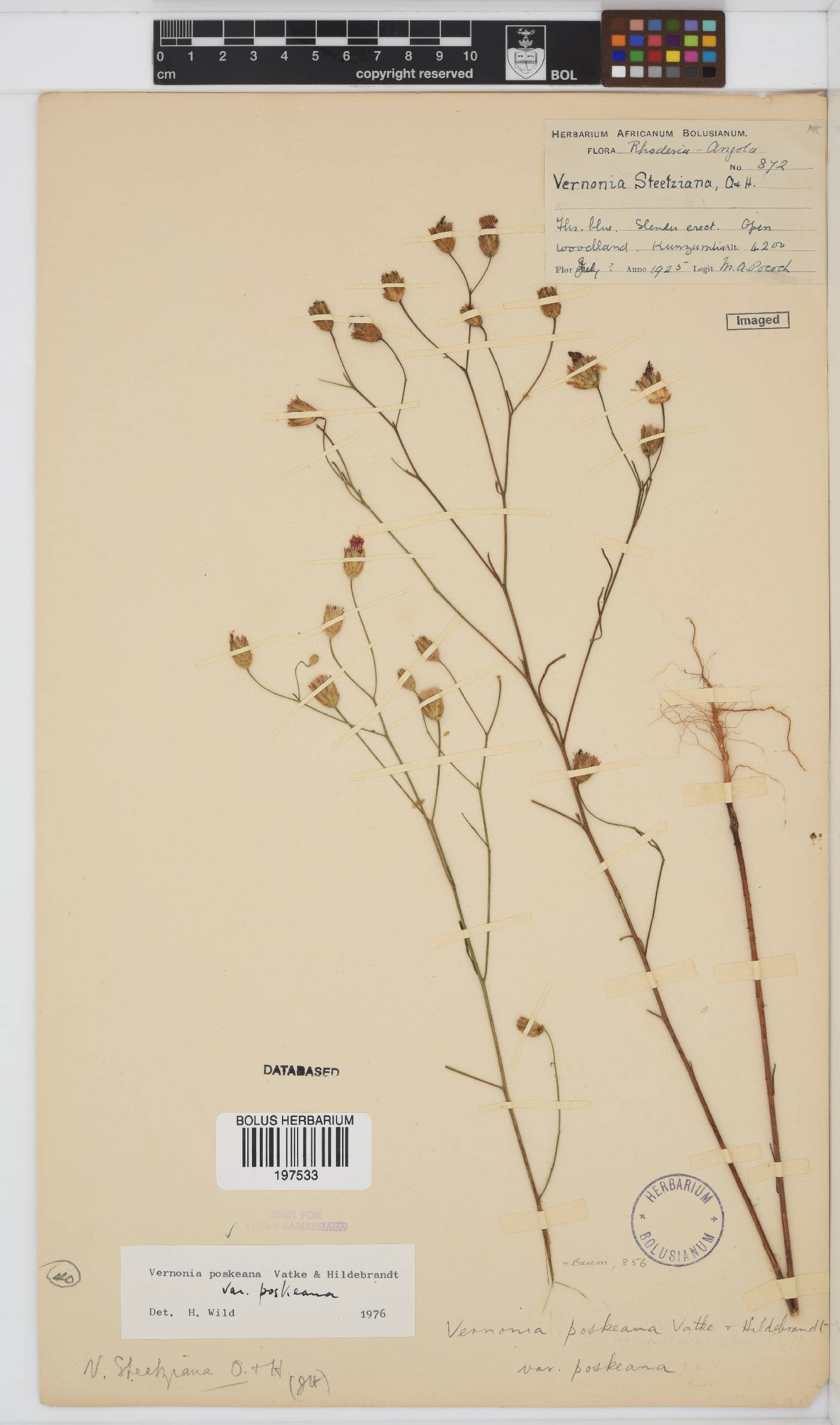Polydora angustifolia image