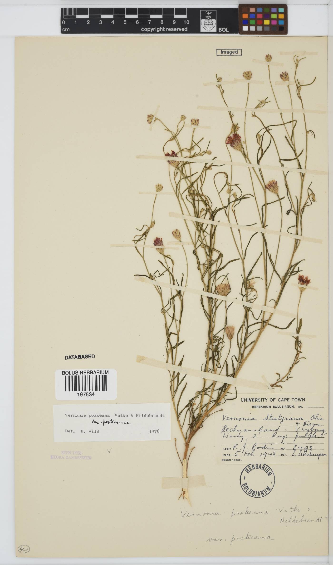 Polydora angustifolia image
