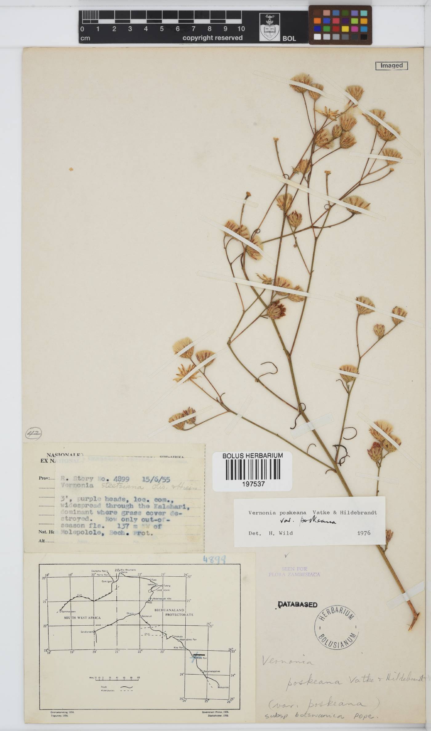 Polydora angustifolia image