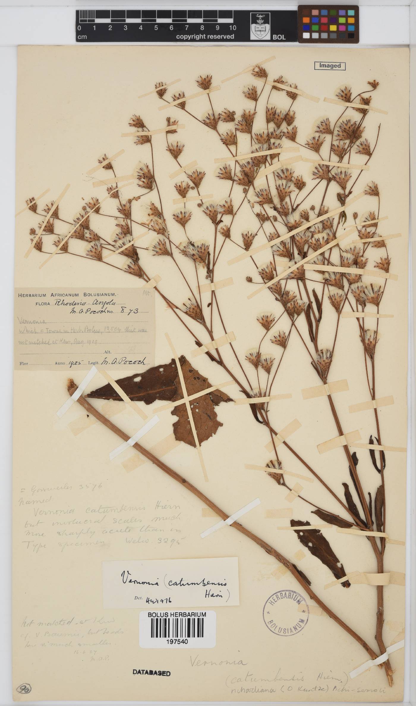 Monosis theophrastifolia image