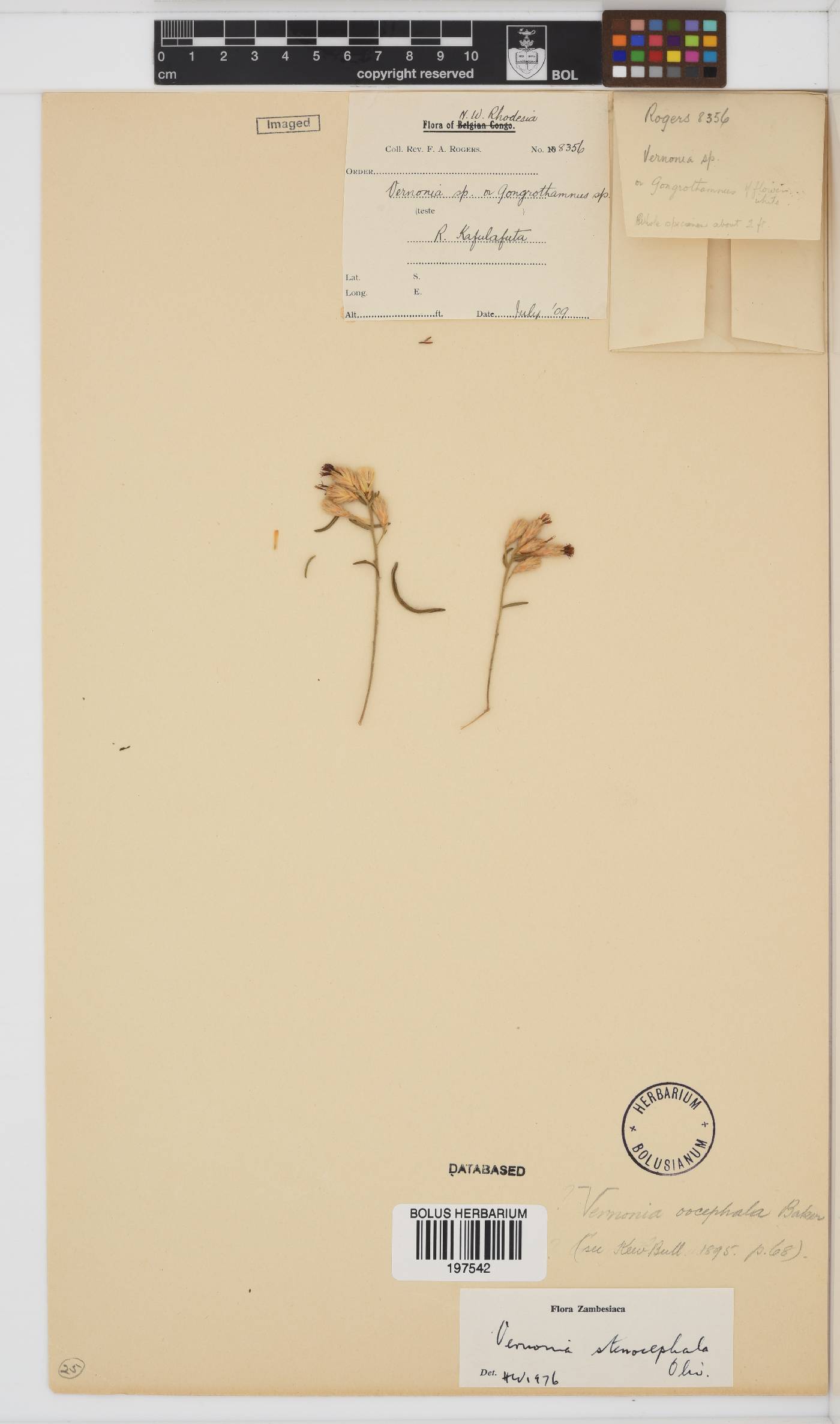 Oocephala stenocephala image