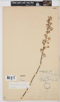 Image of Vernonia suprafastigiata