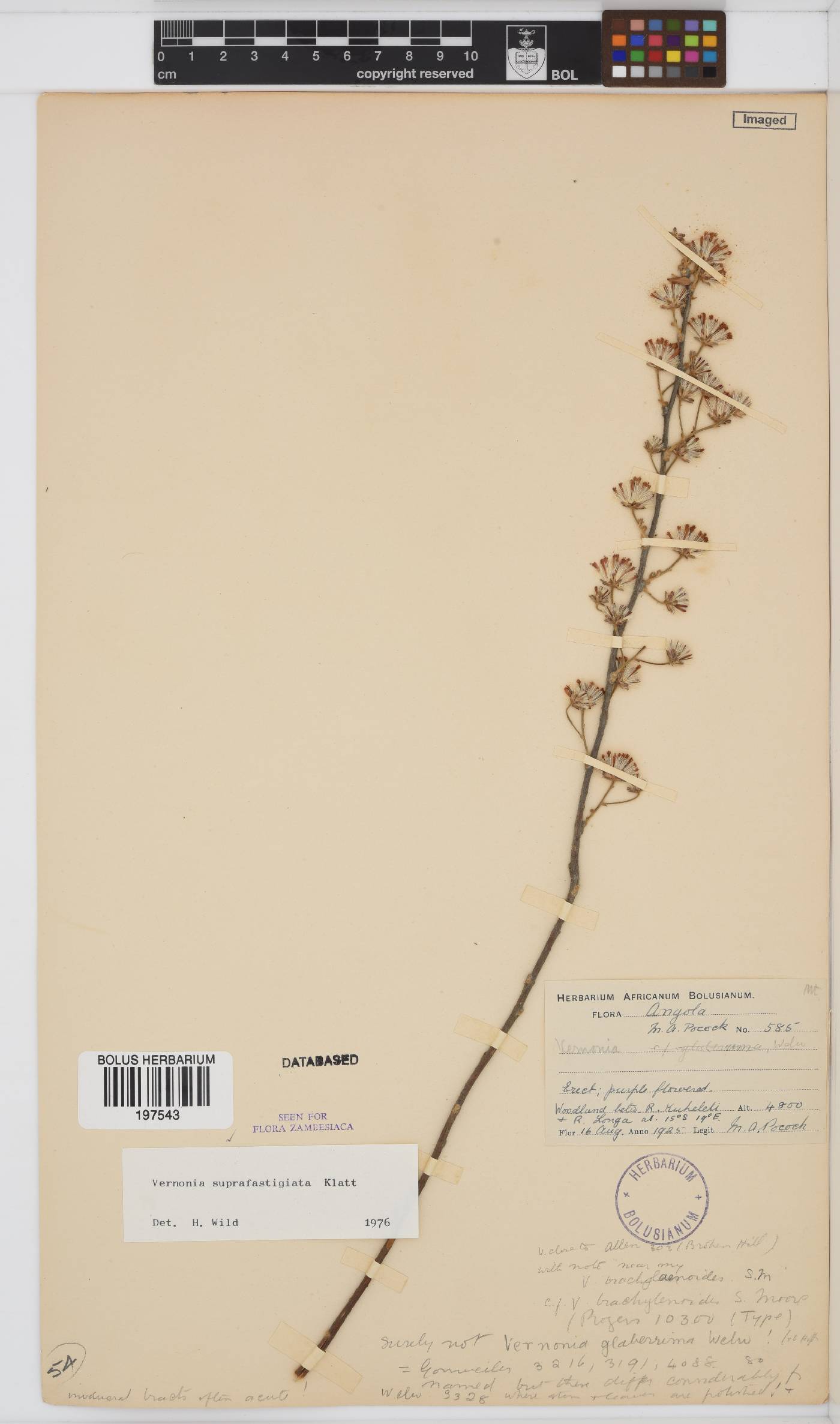 Vernonia suprafastigiata image