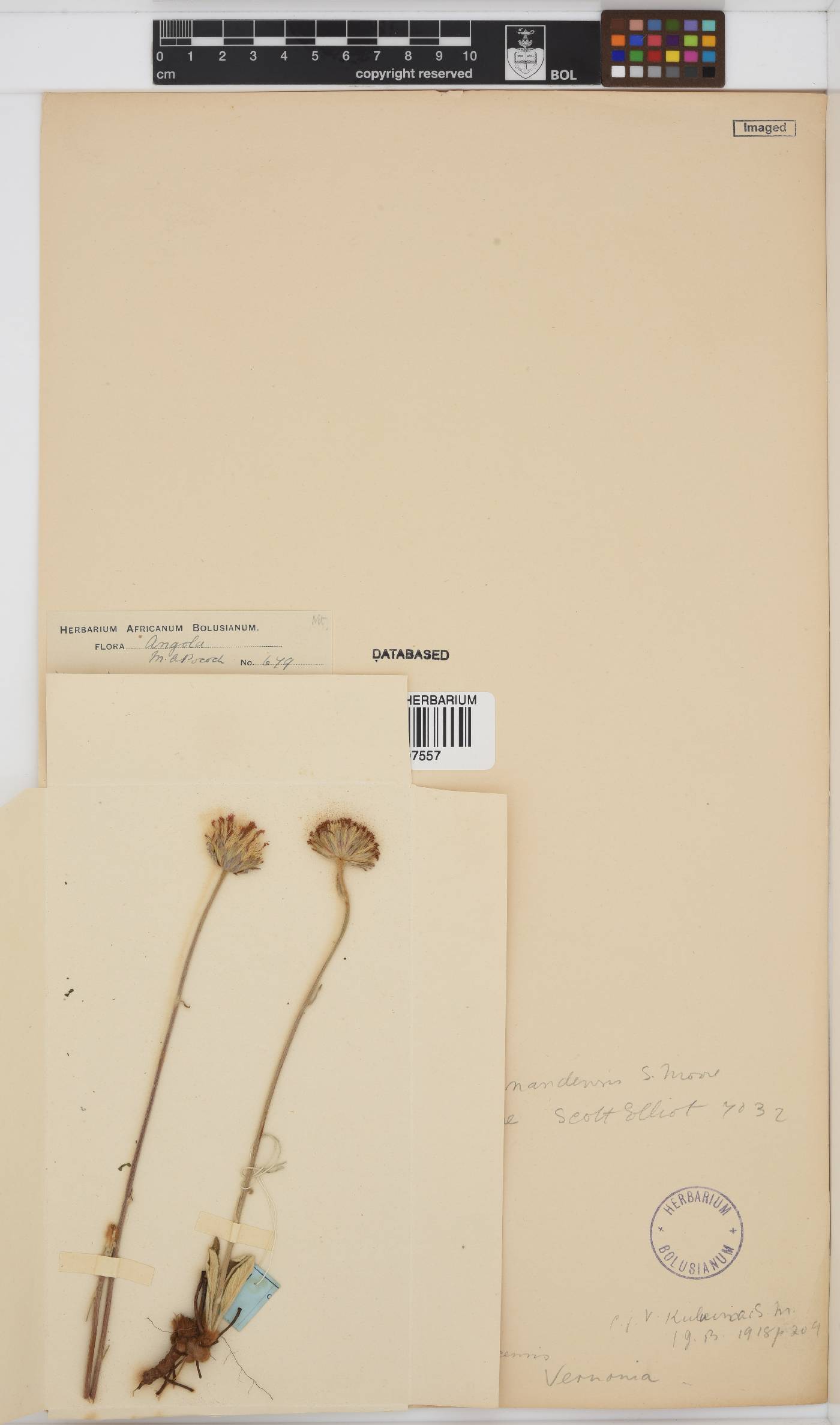 Vernonia image