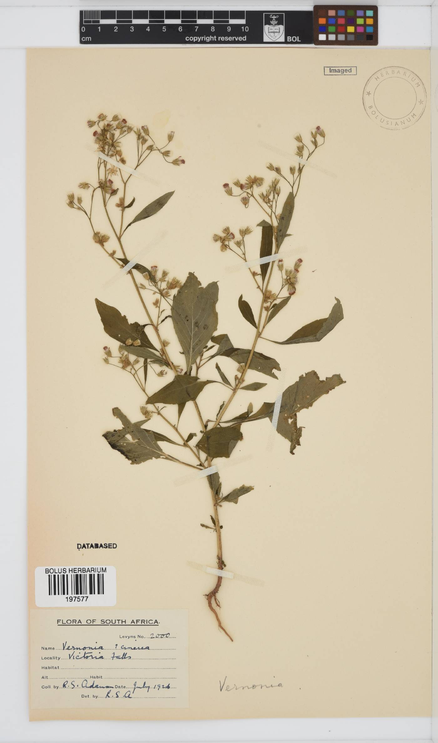 Vernonia image