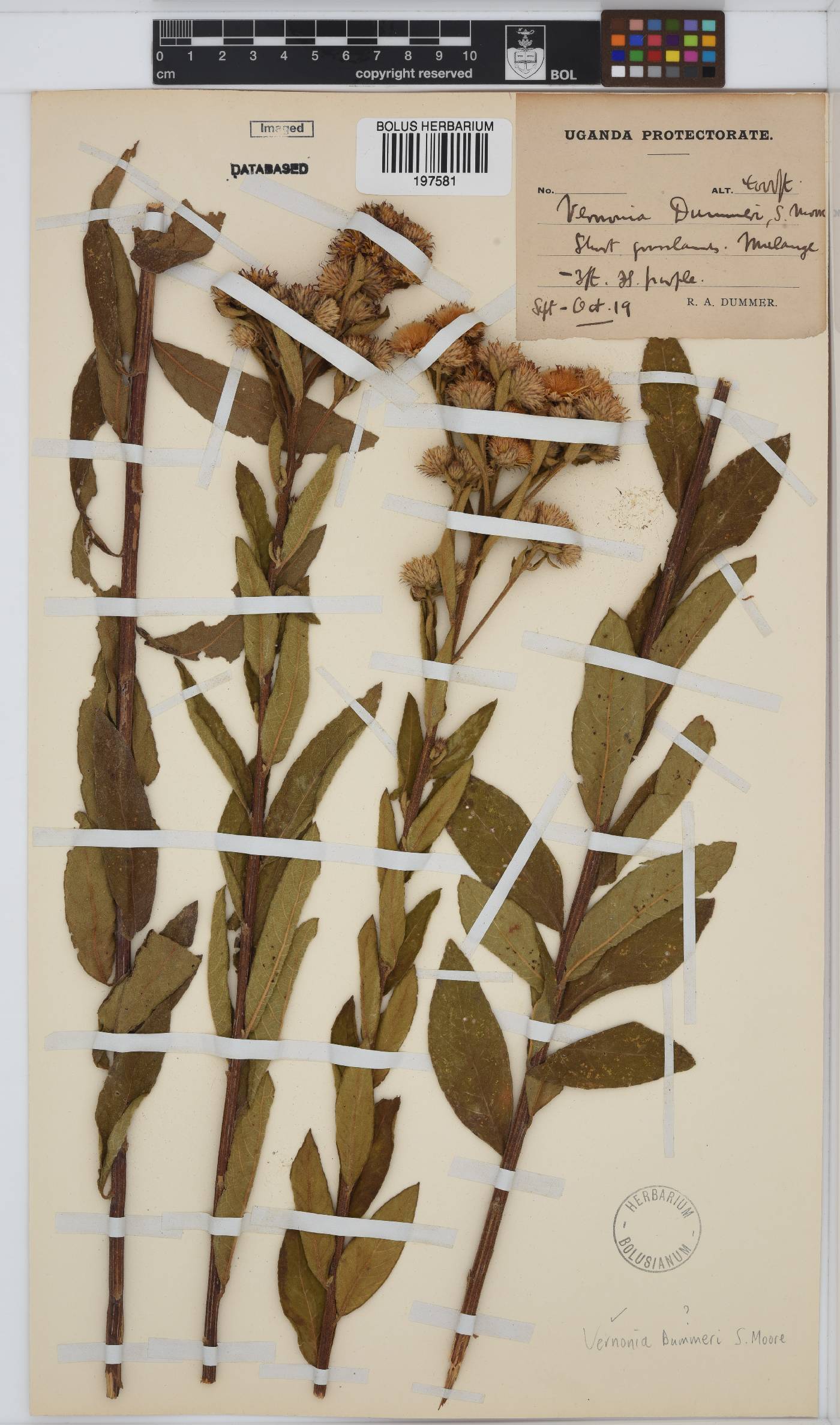 Vernonia image