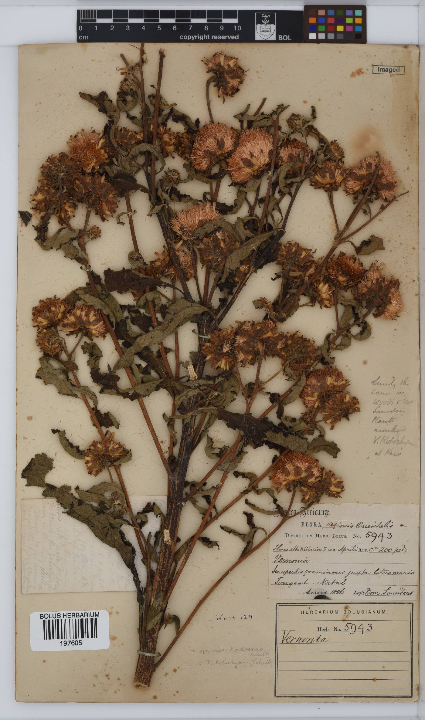 Vernonia image