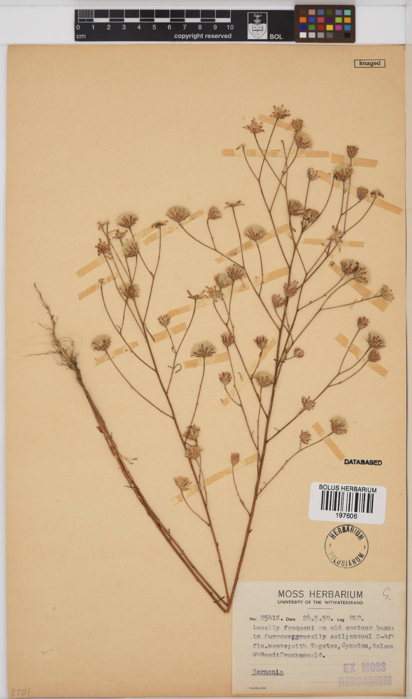 Vernonia image