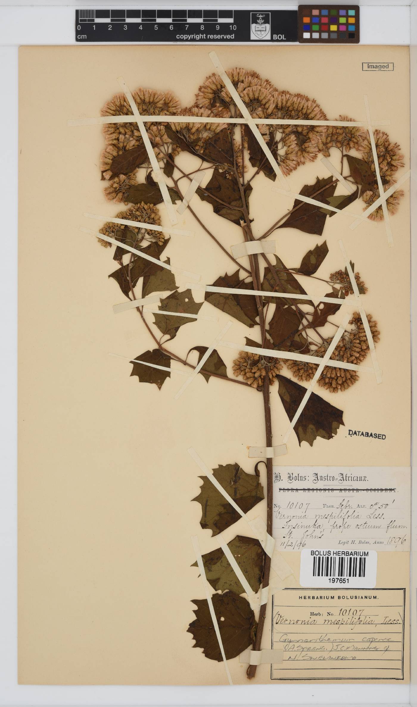 Gymnanthemum capense image