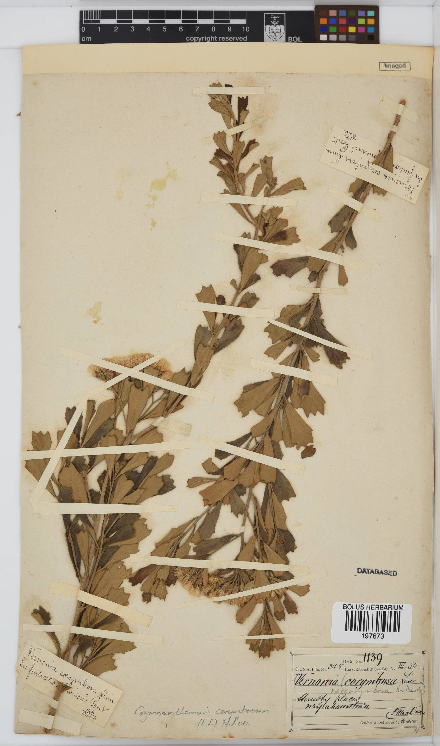 Gymnanthemum corymbosum image