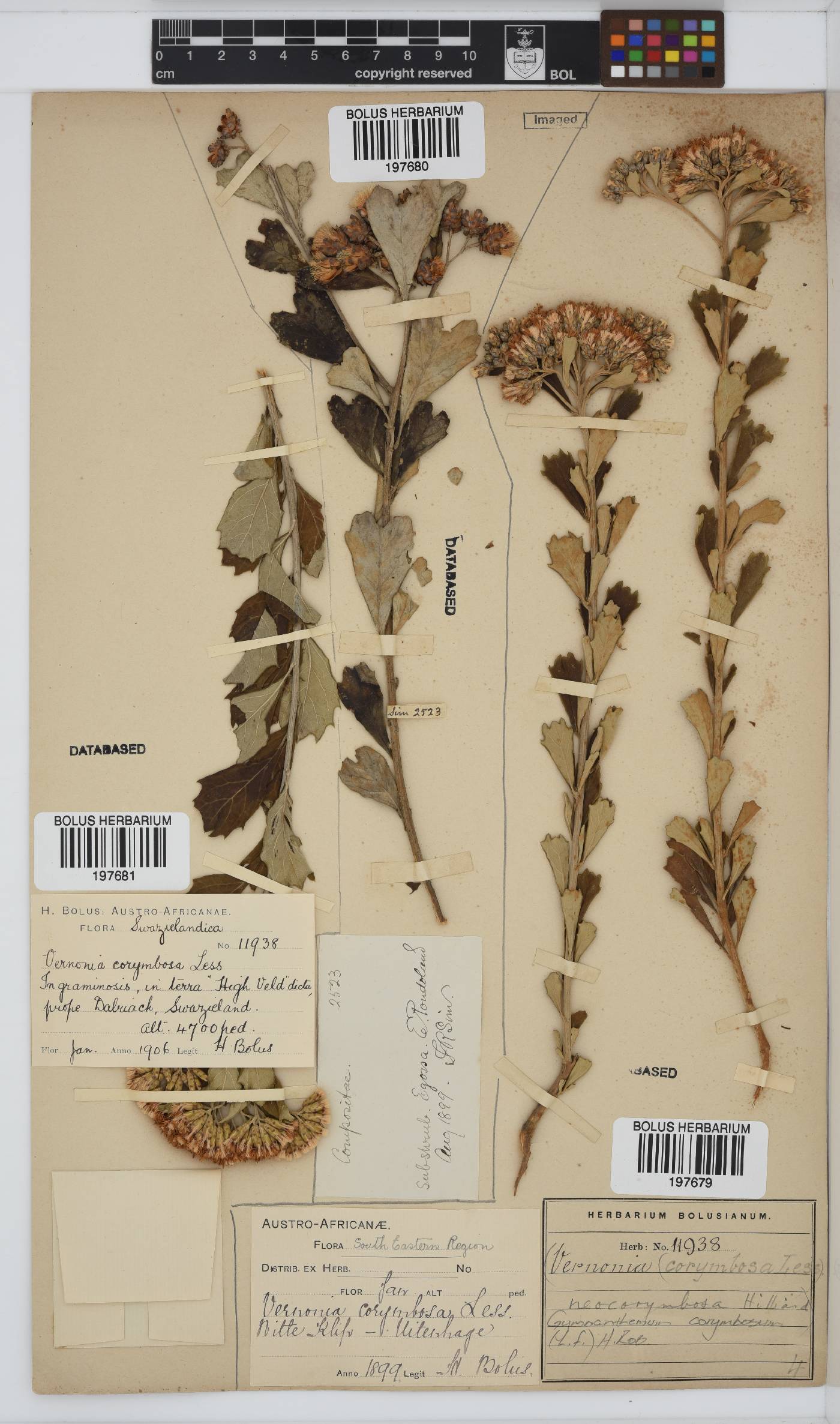 Gymnanthemum corymbosum image