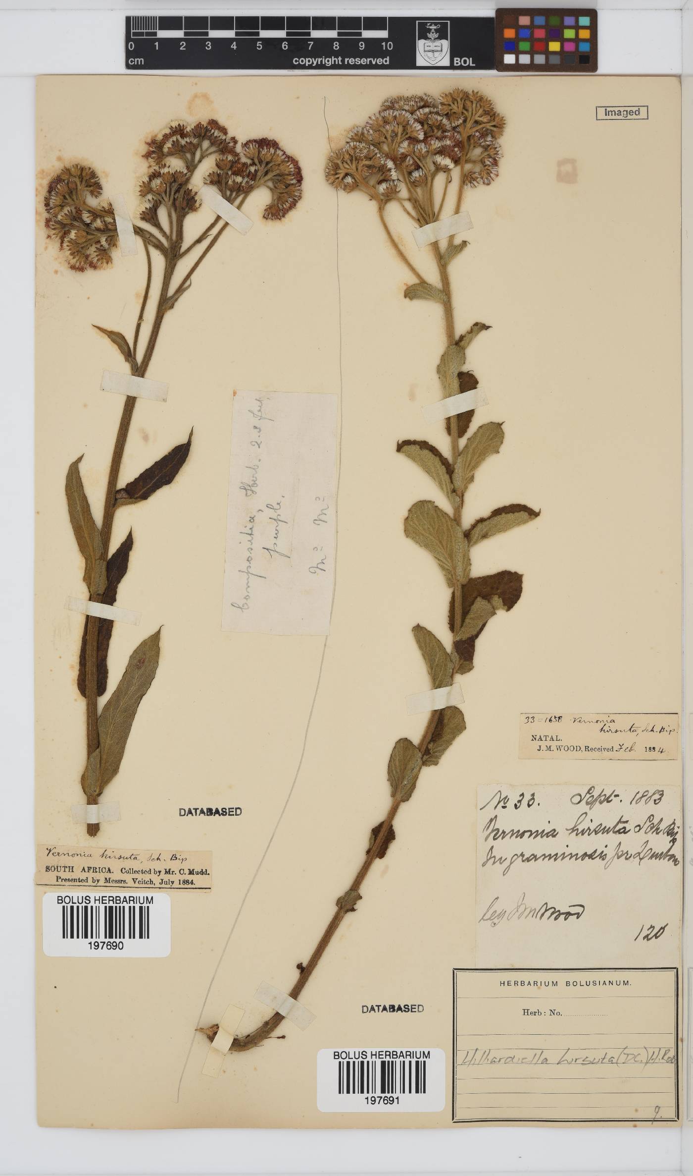 Hilliardiella hirsuta image